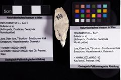 Foto (Objket + Etiketten) von Bullariscus sp. 